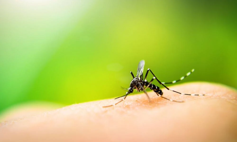 Καμπανάκι των ειδικών για τα κουνούπια που μεταφέρουν θανατηφόρους ιούς: Έχουν εγκατασταθεί σε 18 χώρες της ΕΕ - Ανάμεσα τους και η Ελλάδα